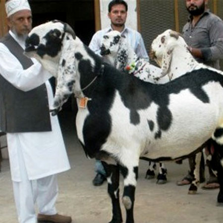 هلدینگ پارسا - بزهایی که «قدّ گاو» شیر می‌دهند